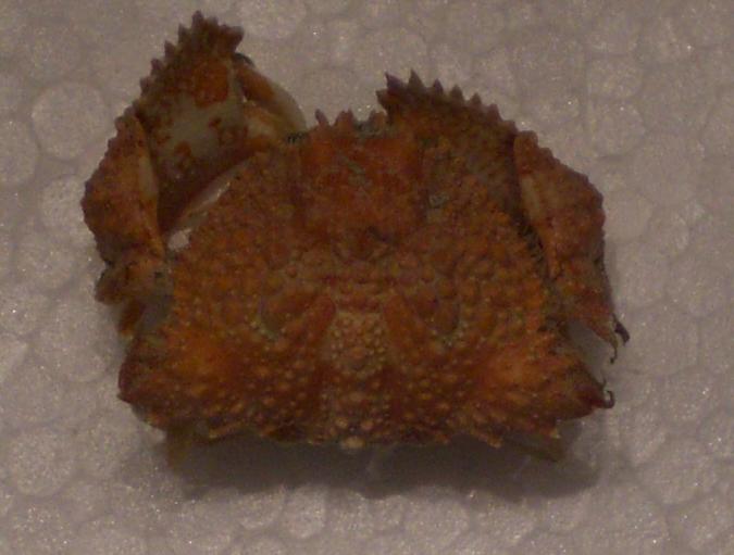 Calappa ocularia T.F.C..JPG